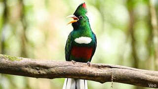 burung A_highly_detailed