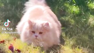 Cute Cat 54