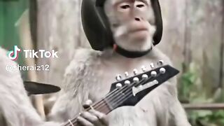 monkey 8
