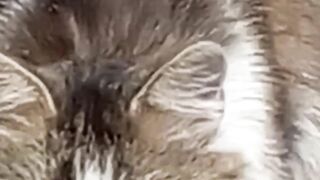 Main character cats Energy