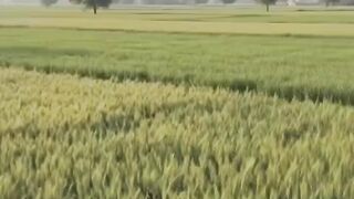 viral shortsvideos 2