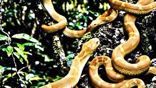 The World's Deadliest Island! 🐍😱
