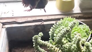 Cute Little Mouse 🐭 | Adorable Animal Moments You Must See