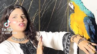 Beautiful Parrot 3
