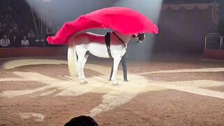 Cirque 🤹‍♂️