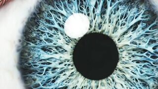 Inside the Human Eye