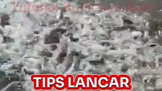 Tips lancar budidaya lele dimusim bediding