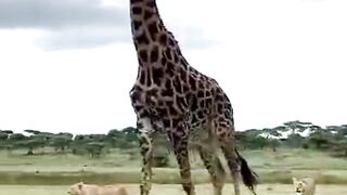 Giraffes May Be Surprisingly Good At Simple Math