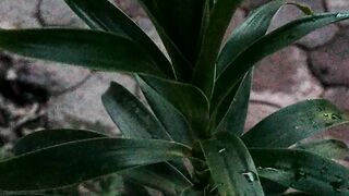 Nature 323