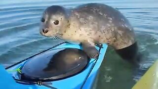Seal Behavior That Will Melt Your Heart”