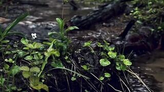Beautiful nature 253