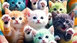 Cute Cat 55