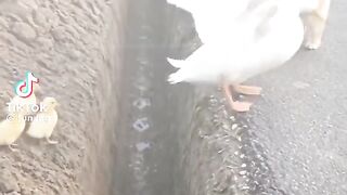 Puppy duck