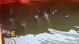 Penyebab lele upacara pasca tebar