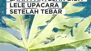 Masih pakai cara lama❗️Pantesan Bibit lele upacara setelah di tebar