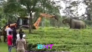 Nyesek Parah! Gajah di India Nekat Hadang Ekskavator Demi Bela Habitatnya