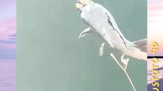 Jangan Masak Ikan ini versi PLUSTOTO4D