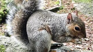 Squirrel 6