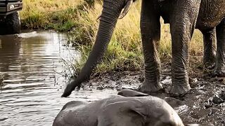 Baby Elephant Trapped in Deep Mud… The Ending Will Make You Cry! 🐘❤️ #shorts