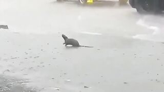 🌧️ Rat Soaks Up the Rain — Internet Delights in Chill Shower Moment