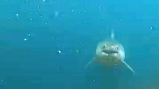The Surprising Ways Sharks Keep The Ocean Healthy