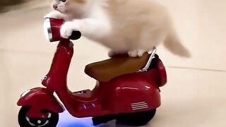 Cat Driving Like a Boss! 🐱🚗 | Funniest Animal Video