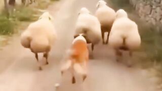 Dog Copies an Old Man's Walk! 🐶😂 | Funny Animal Moment