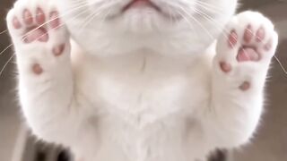 Cats Dancing Together! 🤍🐱💃 | Cute & Funny Cat Video