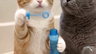 Cute Cats Playing and Having Fun Together! 🐱😂❤️