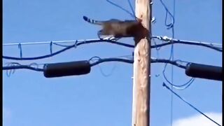 Cat Gets a Small Electric Shock! ⚡🐱 | Unexpected Moment