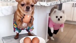 Dog Copies the Egg Challenge! 🐶🥚😂 | Funny Animal Moment
