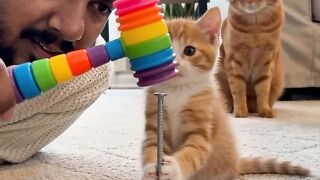 Kitten Gets Scared by Loud Hammer Noise! 🐱🔨😹