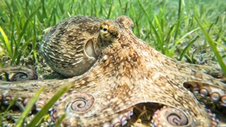 Incredible Octopus Under the Sea