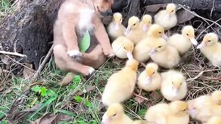 Funny videos