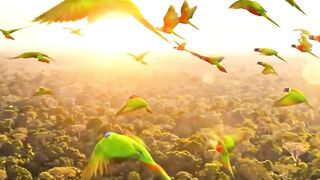 The Return Of Argentina’s Lost Multicolored Parrot #argentina #multicolorparrot #Endangered