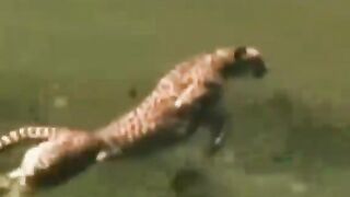 🚨 ¡Cristiano Ronaldo acaba de dejar al mundo SIN PALABRAS! 😱