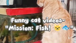 Funny cat videos- "Mission: Fish! 🐱🐟"