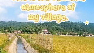 Dairy vlog in Banyumas very beautiful