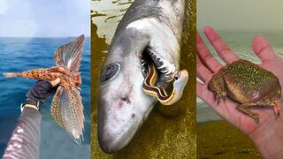 Catching Seafood | ASMR Relaxing (Catch Shark , Catch Fish ,Deep Sea Monster )