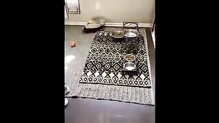 Best Funny Dogs ???? And Cats ???? Videos !