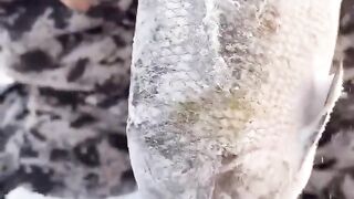Stroganina. Chir???? Yakutia / Строганина. Чир???? Pandasakha