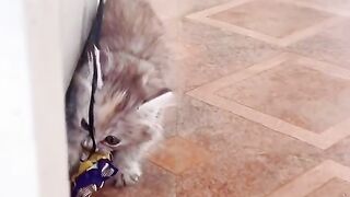 Happy cat