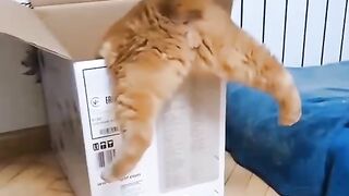 Very Funny Cat Compilation..