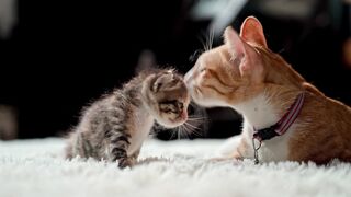 Cute Cat and Kittens