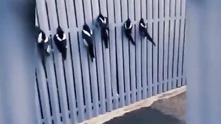 Моменты с животными