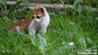 Baby Cats