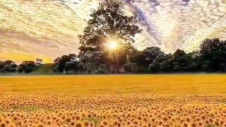 Beautiful view of nature 255
