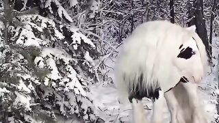 Best video of nature 155