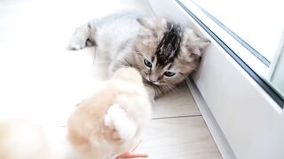 Kitten Kiki didn't want to part with the chicks, so she did something unexpected