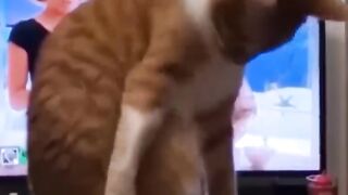 Animals funny video| MB would have returned if he didn't smile| Like watching animal activeties